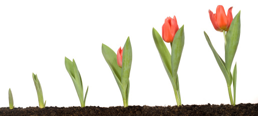 Growing client confidence through your personal coaching niche. . 6 Tulips at different stages of growth demonstrating how client confidence can grow with personal coaching.