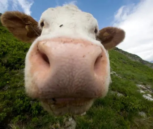 A mistake to avoid when recording a video testimonial is positining the camera so that it looks up the clients nose! Position the camera using a preview screen. Looking up a cow's nostrils